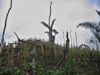 Nelegální odlesňování
