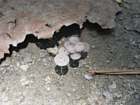 Neurčené stopkovýtrusé houby (Basidiomycota)
