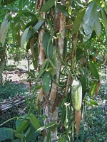 Vanilovník plocholistý (Vanilla planifolia) - čeleď vstavačovité - Orchidaceae