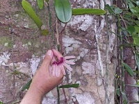 Bulbophyllum strangularium (čeleď vstavačovité - Orchidaceae)