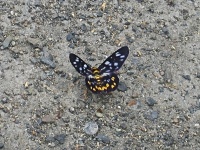 Neurčený motýl