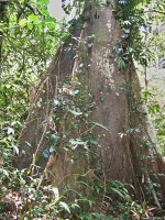 Charakteristické ekosystémy - horský deštný prales