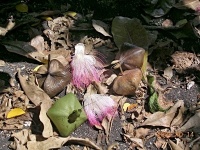 Barringtonia asiatica (čeleď hrnečníkovité - Lecythidaceae), květy a plody