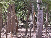 Sambar ostrovní (Rusa timorensis) - ostrov Komodo
