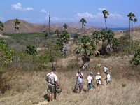 Charakteristické ekosystémy - křovinatá savana (ostrov Rinca)