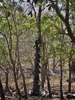 Charakteristické ekosystémy - suchý poloopadavý les (ostrov Rinca)