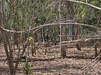 Charakteristické ekosystémy - suchý poloopadavý les (ostrov Komodo)