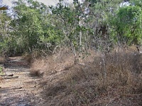 Charakteristické ekosystémy - suchý poloopadavý les (ostrov Komodo)