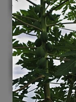 Papája obecná (Carica papaya) - čeleď papájovité - Caricaceae