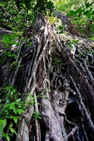 Fíkovník (Ficus sp.) - čeleď morušovníkovité - Moraceae, kořeny