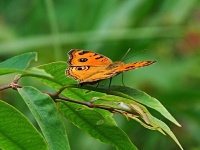 Babočka (Junonia almana) - čeleď babočkovití - Nymphalidae
