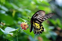 Ptakokřídlec (Troides aeacus) - čeleď otakárkovití - Papilionidae, samice
