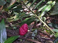 Zázvor (Zingiber zerumbet) - čeleď zázvorovité - Zingiberaceae