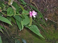 Neurčená rostlina (čeleď odulovité - Melastomataceae)