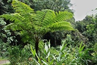 Stromová kapradina (Cyathea gigantea) - čeleď Cyatheaceae