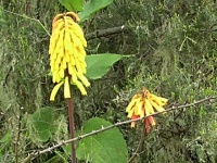 Mnohokvět (Kniphofia isoetifolia) - čeleď žlutokapovité - Xanthorhoeaceae