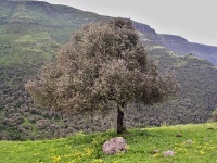 Olivovník evropský (Olea europaea) - čeleď olivovníkovité - Oleaceae
