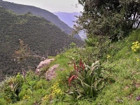 Charakteristické ekosystémy - alpinské biotopy