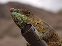Chameleon pardálí (Furcifer pardalis) - čeleď chameleonovití - Chamaeleonidae
