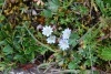 Hořec (Gentiana sedifolia) - čeleď hořcovité - Gentianaceae