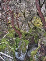 Polylepis reticulata (čeleď růžovité - Rosaceae)