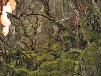 Charakteristické ekosystémy - horský les stromů rodu Polylepis