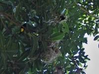 Vlhovec žlutokostřecový (Cacicus cela); ptáci a hnízda