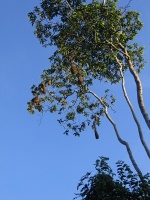 Vlhovec zelený (Psarocolius viridis); hnízda