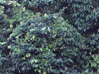 Amazoňan oranžovokřídlý (Amazona amazonica)