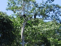Kondor havranovitý (Coragyps atratus)