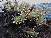 Bromélie (Puya glomerifera) - čeleď broméliovité - Bromeliaceae