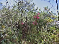 Lamourouxia virgata (čeleď zárazovité - Orobanchaceae)