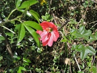 Mučenka (Passiflora mixta) - čeleď mučenkovité - Passifloraceae