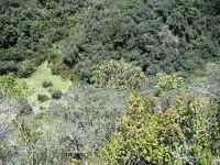 Charakteristické ekosystémy - horský les