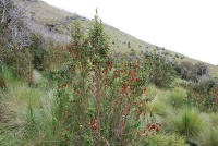 Brachyotum ledifolium (čeleď odulovité - Melastomataceae)