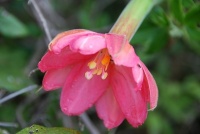 Mučenka (Passiflora mixta) - čeleď mučenkovité - Passifloraceae