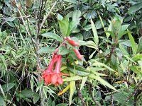 Fuchsie (Fuchsia ampliata) - čeleď pupalkovité - Onagraceae