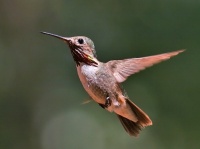 Kolibřík drobný (Heliangelus micraster); samice