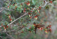 Kolibřík duhovohřbetý (Aglaeactis cupripennis)