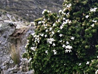 Arcytophyllum nitidum (čeleď mořenovité - Rubiaceae)
