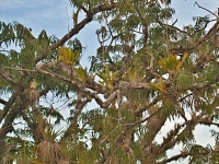 Charakteristické ekosystémy - epifytický strom