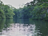 Charakteristické ekosystémy - galeriový prales