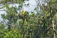 Charakteristické ekosystémy - tropický deštný prales