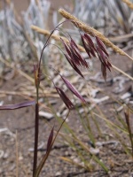 Sveřep americký (Bromus catharticus) - čeleď lipnicovité - Poaceae
