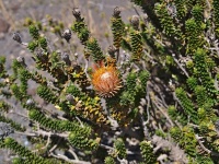Chuquiraga jussieui (čeleď hvězdnicovité - Asteraceae)