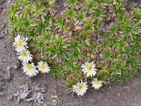 Prasetník (Hypochaeris sessiliflora) - čeleď hvězdnicovité - Asteraceae