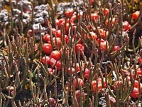 Chvojník (Ephedra rupestris) - čeleď chvojníkovité - Ephedraceae