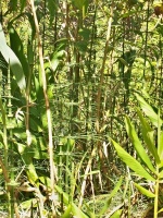 Přeslička (Equisetum giganteum) - čeleď přesličkovité - Equisetaceae