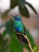 Kolibřík modrolící (Colibri coruscans)