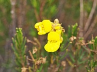 Pantoflíček (Calceolaria rosmarinifolia) - čeleď pantoflíčkovité - Calceolariaceae